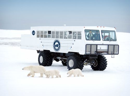 Image for Autumn Tundra Buggy® Day Adventure for 2 at Churchill, MB